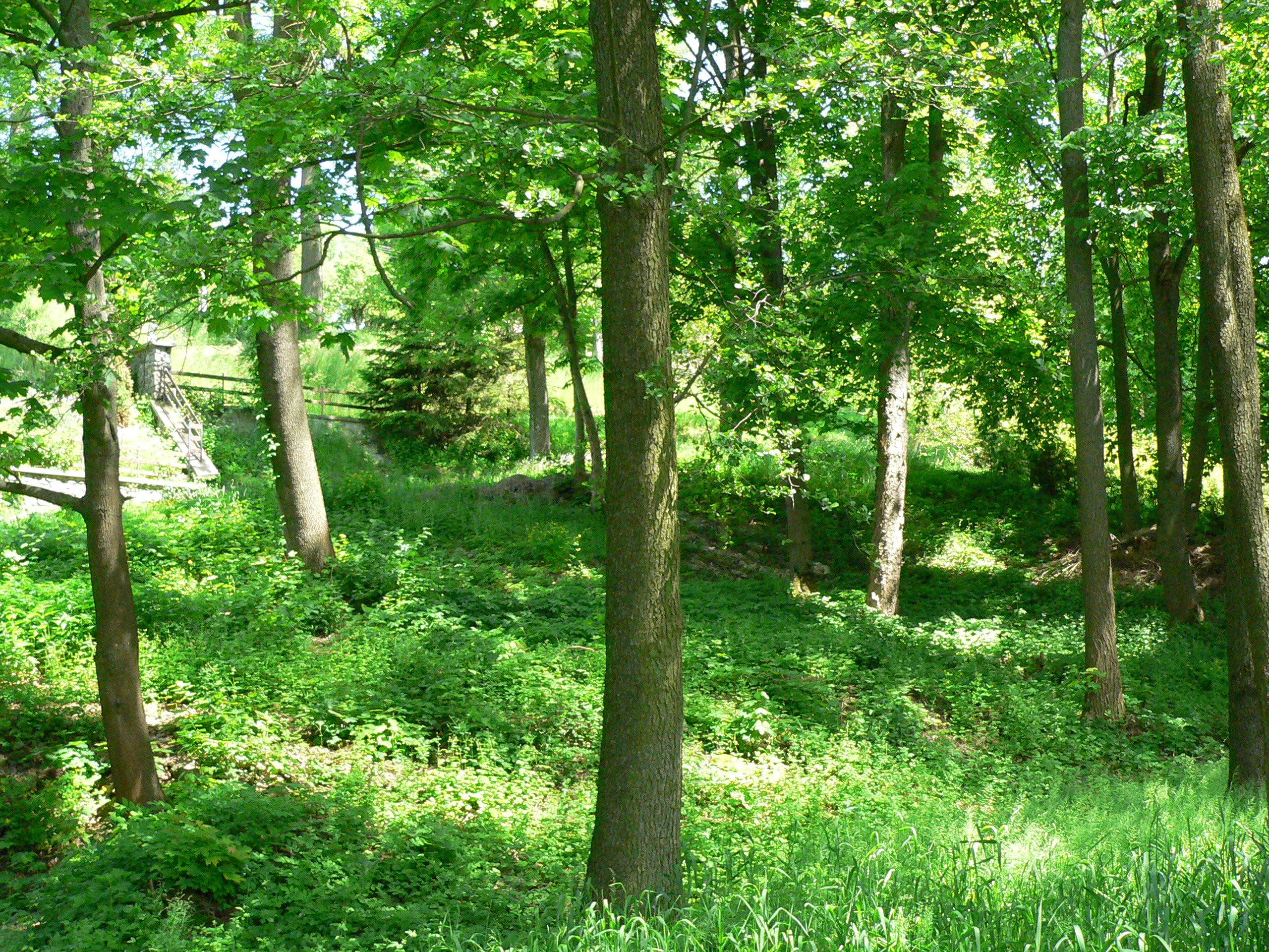 Pozemky, na kterých rostou chráněné byliny a tvoří veřejnou zeleň v obci, byly převedeny obci na Poličsku.JPG